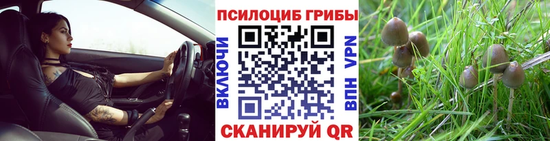 Псилоцибиновые грибы Cubensis Сельцо